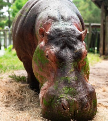 Hippopotamus