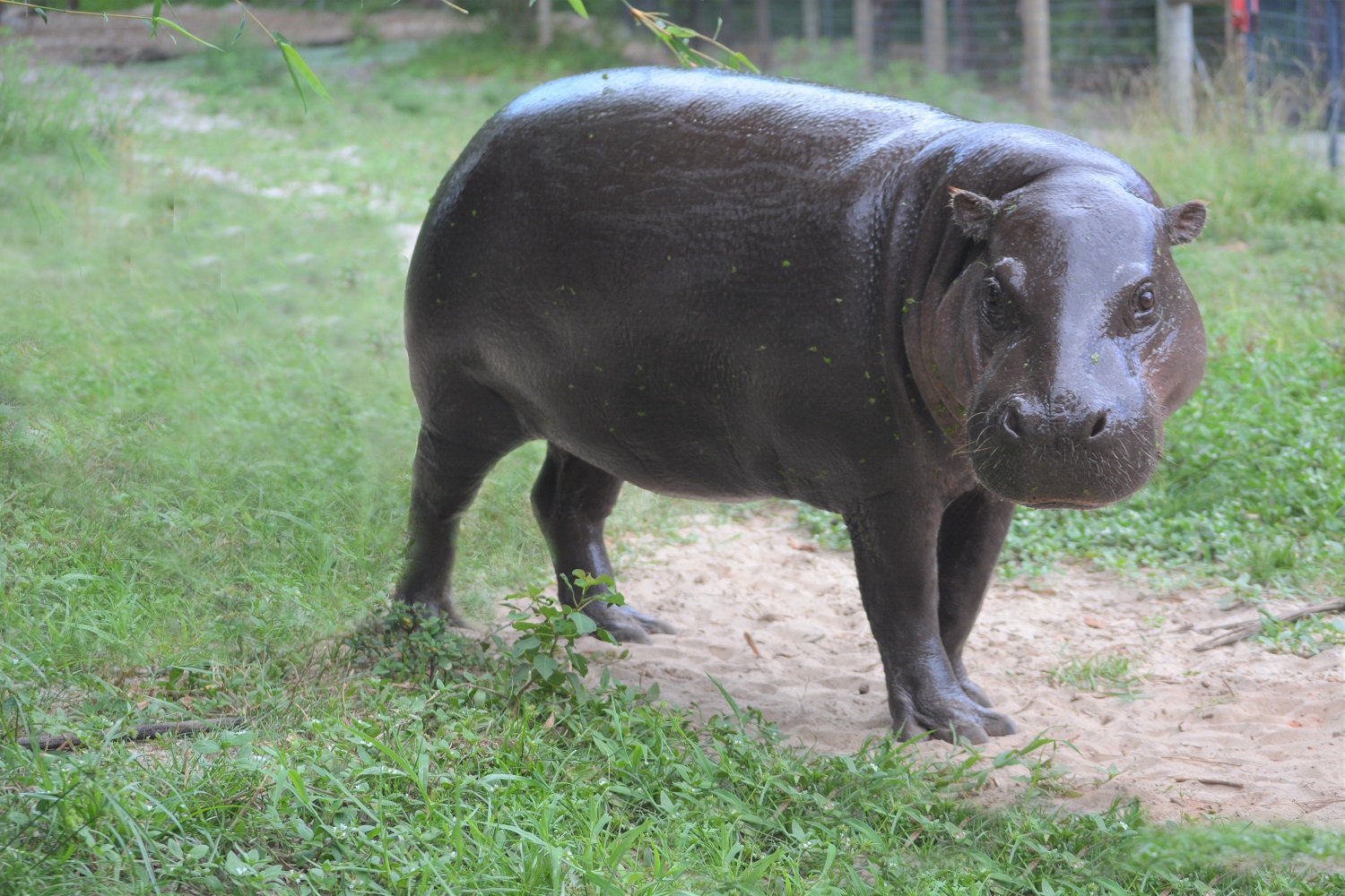 Six West African Pygmy Hippos <br>Now Call Gulf Breeze, Fla. Home